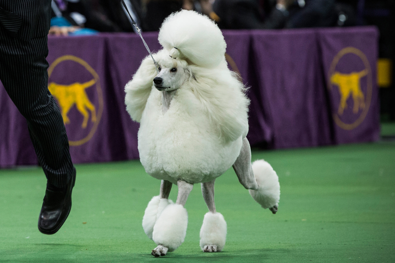 Illustration for article titled Meet Sky, the Wire Fox Terrier Who Just Won the Westminster Dog Show